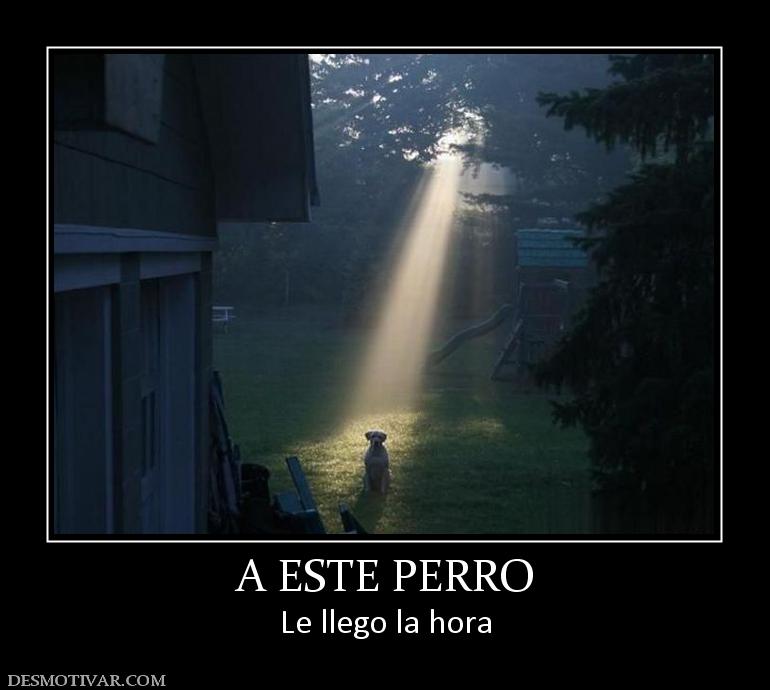 A ESTE PERRO Le llego la hora