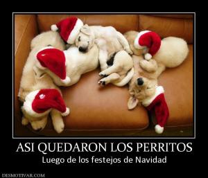 ASI QUEDARON LOS PERRITOS Luego de los festejos de Navidad