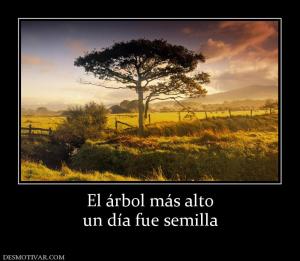 El árbol más alto un día fue semilla