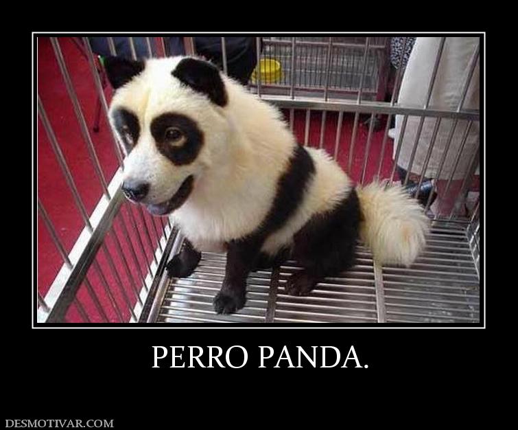 PERRO PANDA.