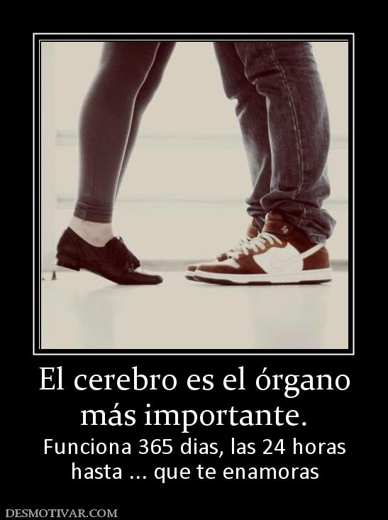 El cerebro es el órgano más importante.  Funciona 365 dias, las 24 horas hasta ... que te enamoras