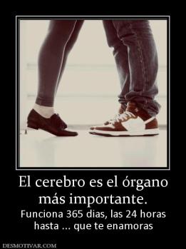 El cerebro es el órgano más importante.  Funciona 365 dias, las 24 horas hasta ... que te enamoras
