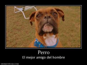 Perro El mejor amigo del hombre