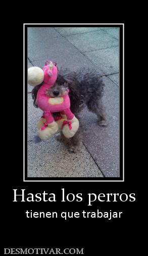 Hasta los perros tienen que trabajar