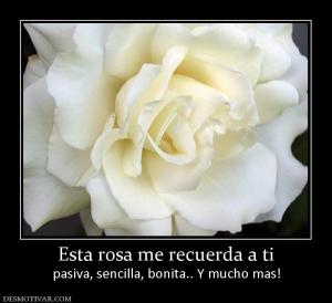 Esta rosa me recuerda a ti pasiva, sencilla, bonita.. Y mucho mas!