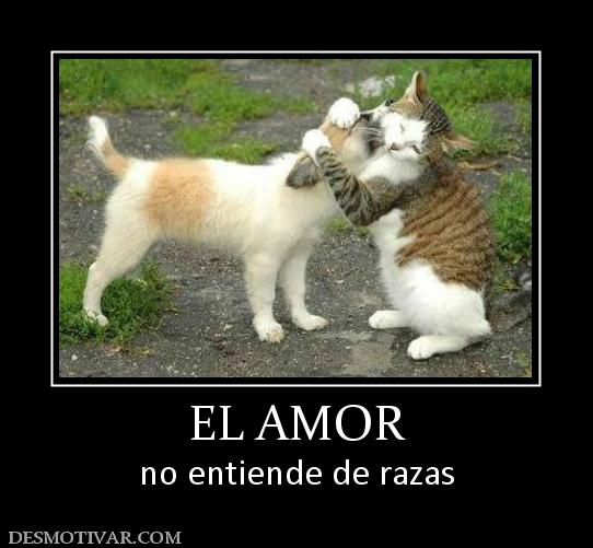 EL AMOR no entiende de razas