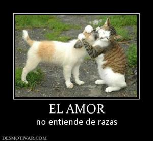 EL AMOR no entiende de razas