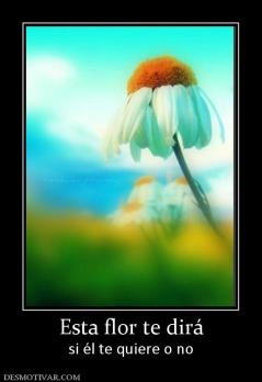 Esta flor te dirá si él te quiere o no