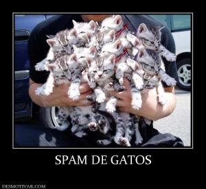 SPAM DE GATOS