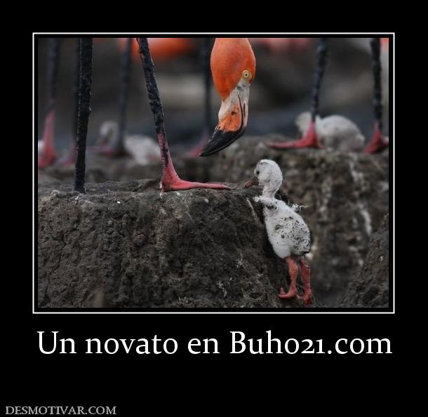 Un novato en buho21.org