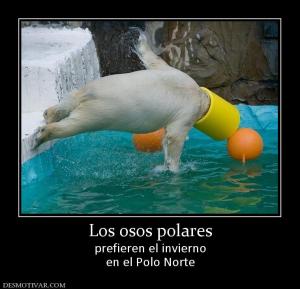 Los osos polares prefieren el invierno en el Polo Norte