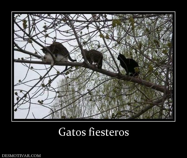 Gatos fiesteros