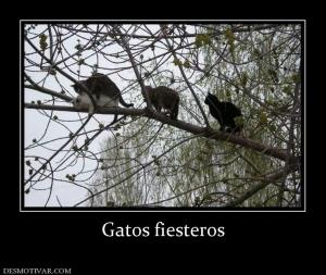 Gatos fiesteros