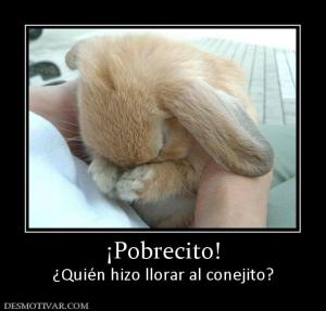 ¡Pobrecito! ¿Quién hizo llorar al conejito?