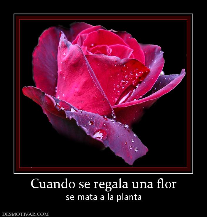 Cuando se regala una flor se mata a la planta