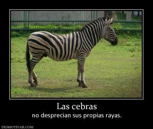 Las cebras no desprecian sus propias rayas.