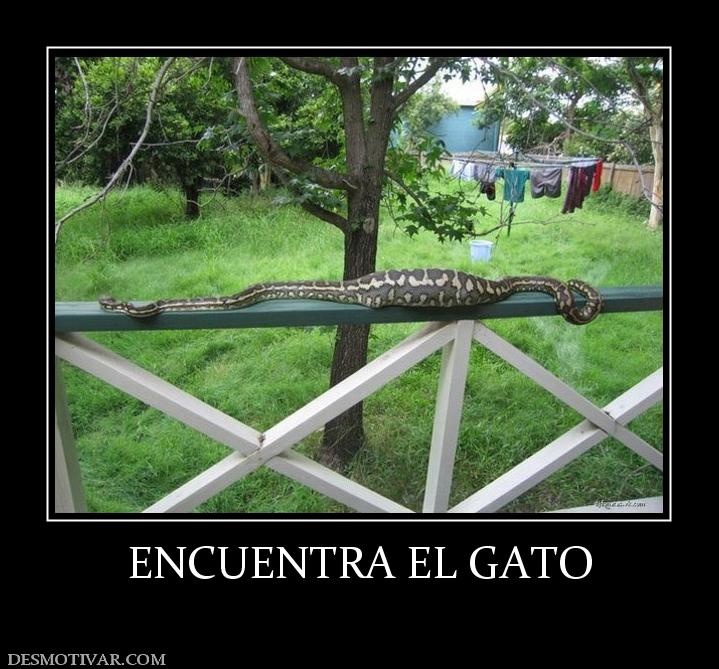 ENCUENTRA EL GATO