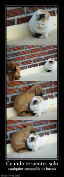 Cuando te sientes solo cualquier compañía es buena