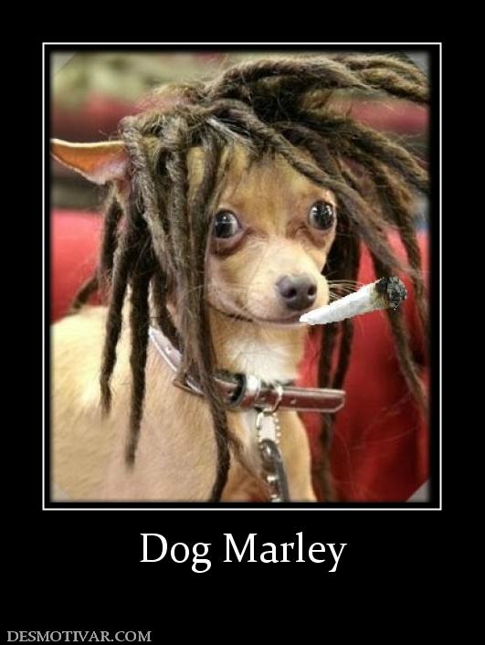 Dog Marley