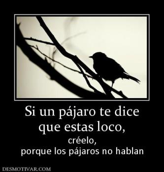 Si un pájaro te dice que estas loco,  créelo, porque los pájaros no hablan