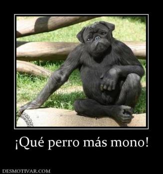 ¡Qué perro más mono!