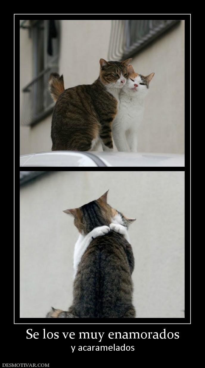Se los ve muy enamorados y acaramelados