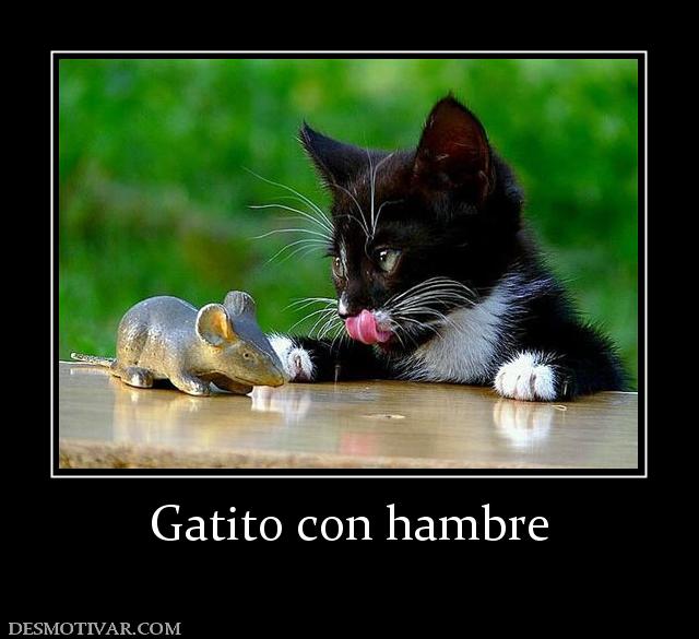 Gatito con hambre