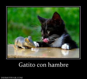 Gatito con hambre