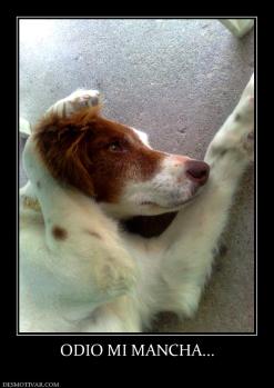 ODIO MI MANCHA...