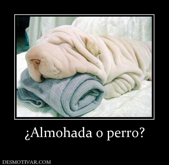 ¿Almohada o perro?