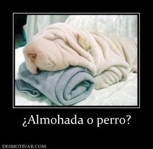 ¿Almohada o perro?