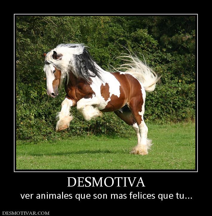 DESMOTIVA ver animales que son mas felices que tu...