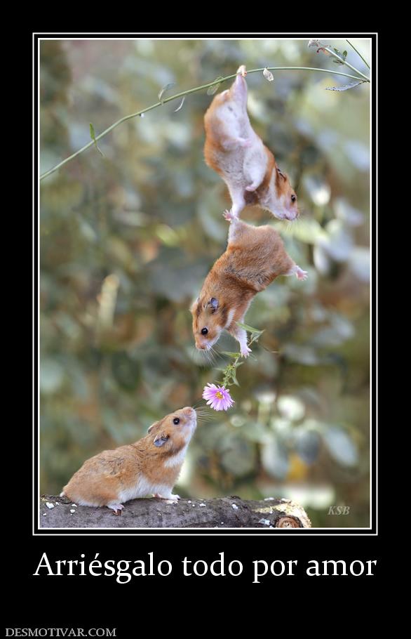 Arriésgalo todo por amor