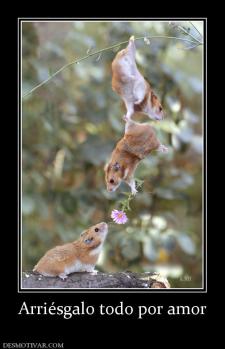 Arriésgalo todo por amor