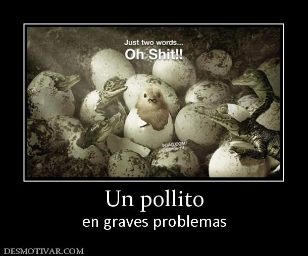 Un pollito en graves problemas