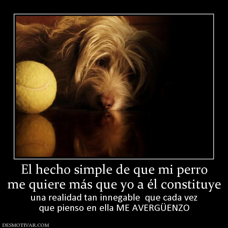 El hecho simple de que mi perro me quiere más que yo a él constituye una realidad tan innegable  que cada vez que pienso en ella ME AVERGÜENZO
