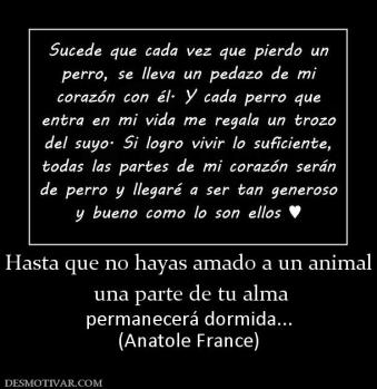 Hasta que no hayas amado a un animal  una parte de tu alma permanecerá dormida... (Anatole France)