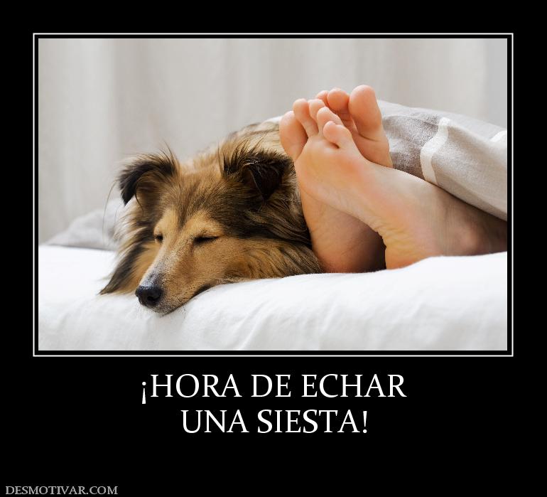 ¡HORA DE ECHAR UNA SIESTA!