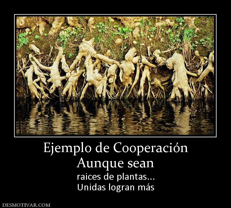 Ejemplo de Cooperación Aunque sean  raices de plantas... Unidas logran más