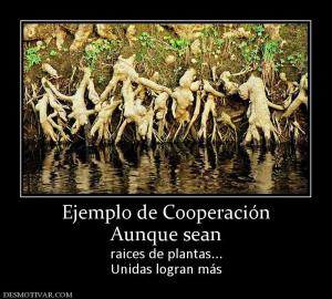 Ejemplo de Cooperación Aunque sean  raices de plantas... Unidas logran más