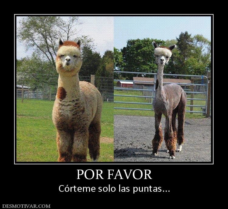 POR FAVOR Córteme solo las puntas...