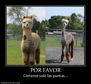 POR FAVOR Córteme solo las puntas...