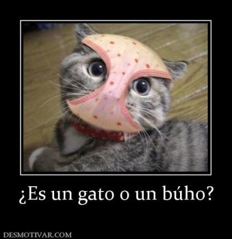 ¿Es un gato o un búho?