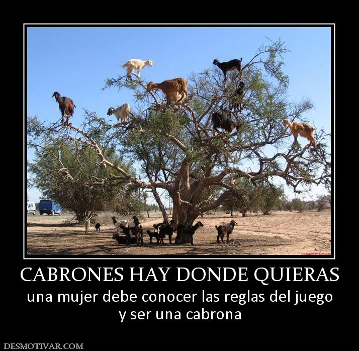 CABRONES HAY DONDE QUIERAS una mujer debe conocer las reglas del juego y ser una cabrona