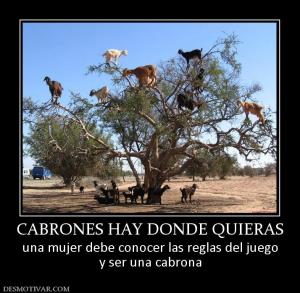 CABRONES HAY DONDE QUIERAS una mujer debe conocer las reglas del juego y ser una cabrona