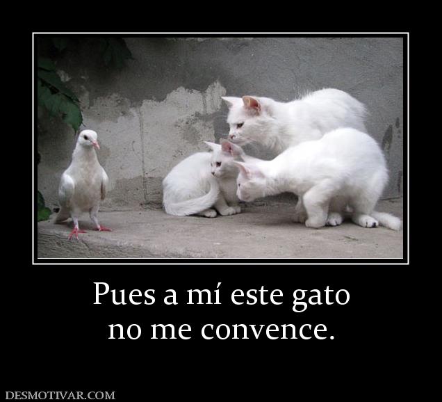 Pues a mí este gato no me convence.
