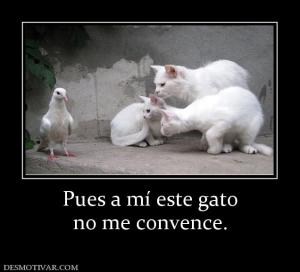 Pues a mí este gato no me convence.