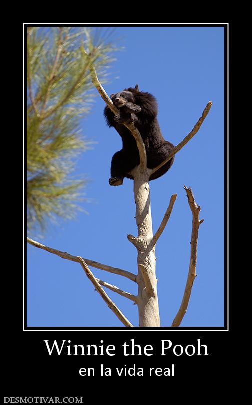 Winnie the Pooh en la vida real