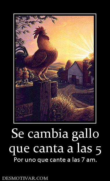 Se cambia gallo que canta a las 5  Por uno que cante a las 7 am.