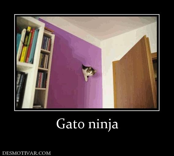 Gato ninja